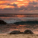two sea turtles on beach in oahu at sunset